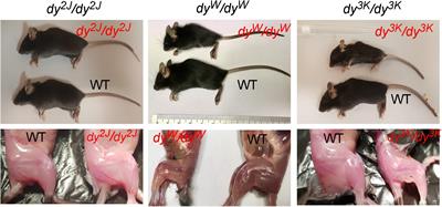 A Family of Laminin α2 Chain-Deficient Mouse Mutants: Advancing the Research on LAMA2-CMD